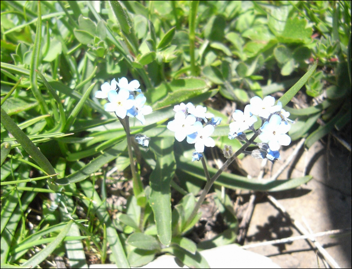 Myosotis alpestris Schmidt