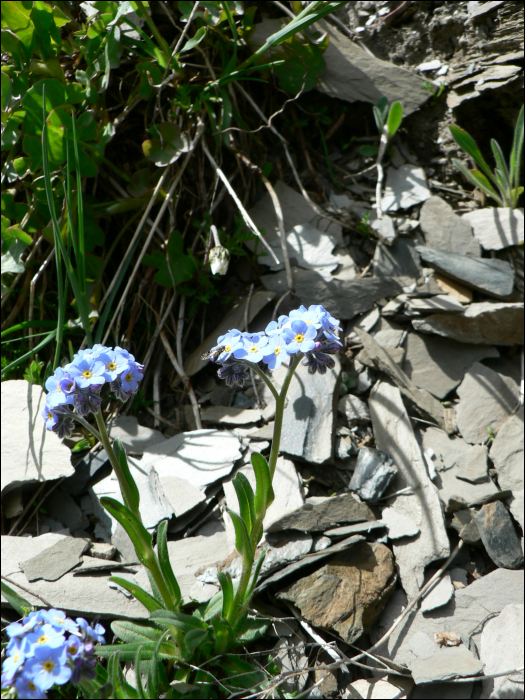 Myosotis alpestris Schmidt