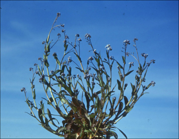 Myosotis arvensis Hill.