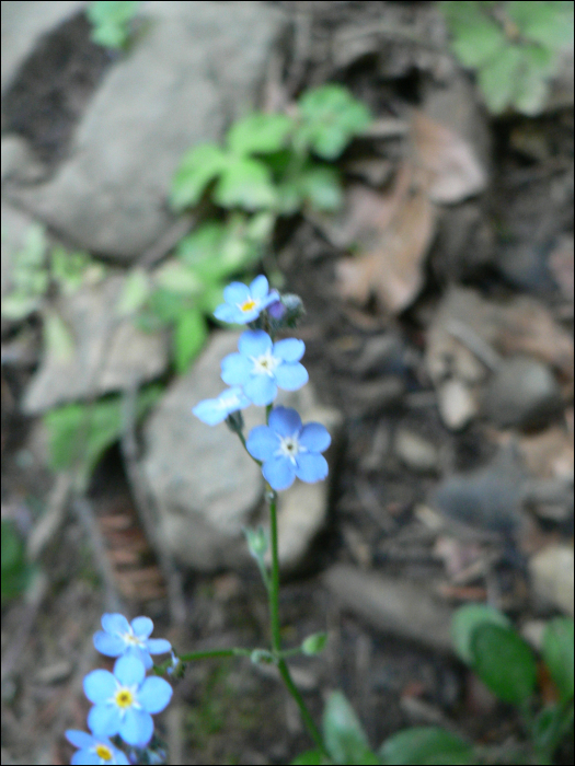 Myosotis arvensis Hill.