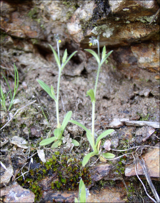 Myosotis balbisiana