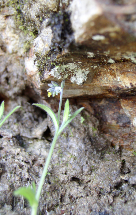 Myosotis balbisiana