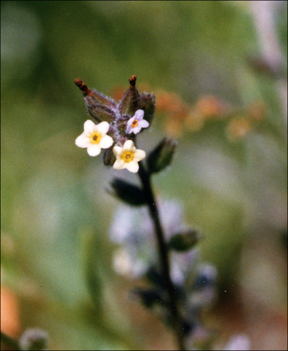 Myosotis discolor Pers (=Myosotis versicolor)