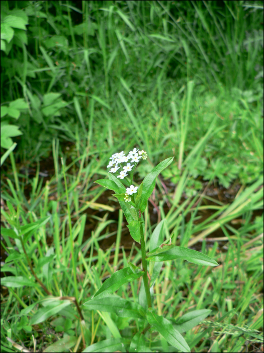 Myosotis palustris