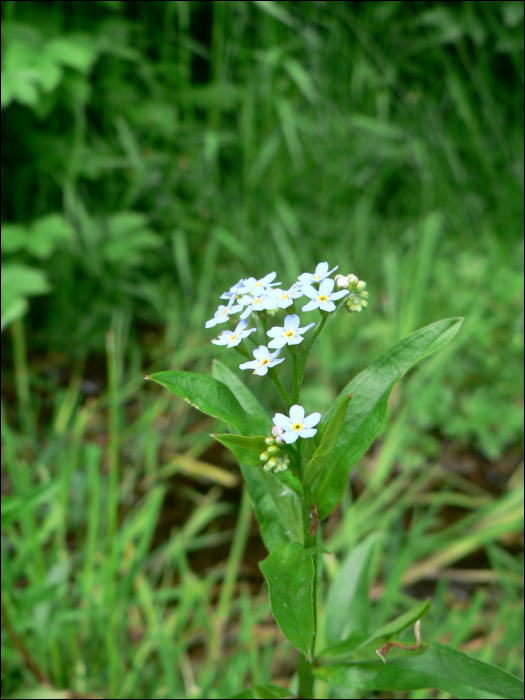 Myosotis palustris