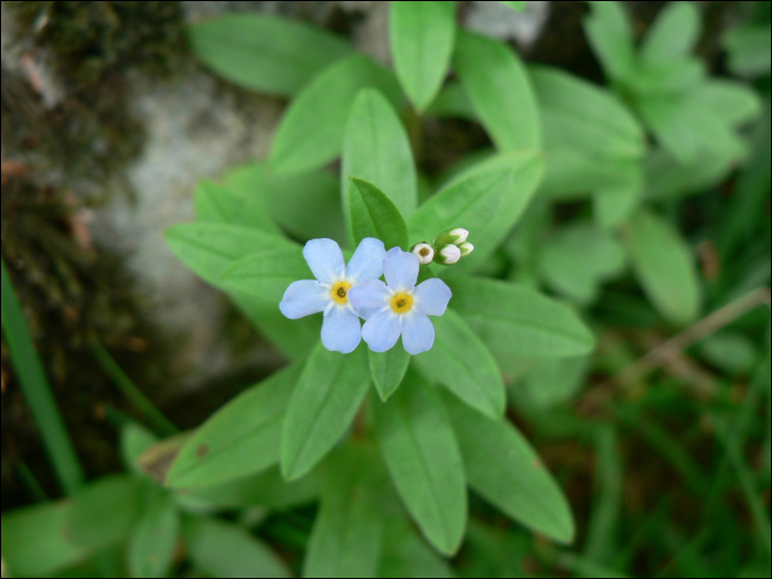 Myosotis palustris