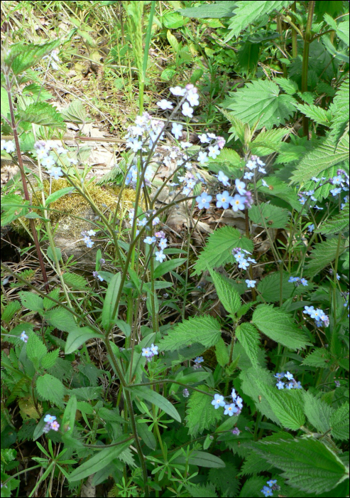 Myosotis sylvatica