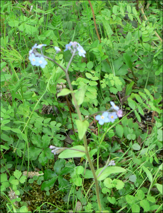 Myosotis sylvatica