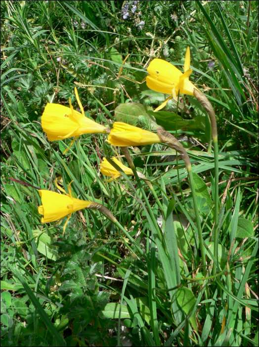 Narcissus bulbocodium