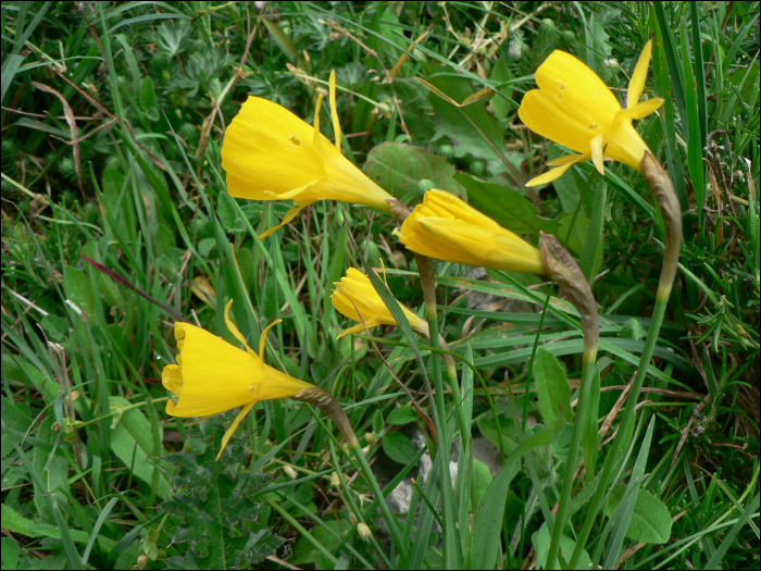 Narcissus bulbocodium