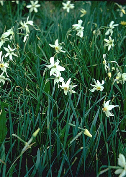 Narcissus poeticus L.