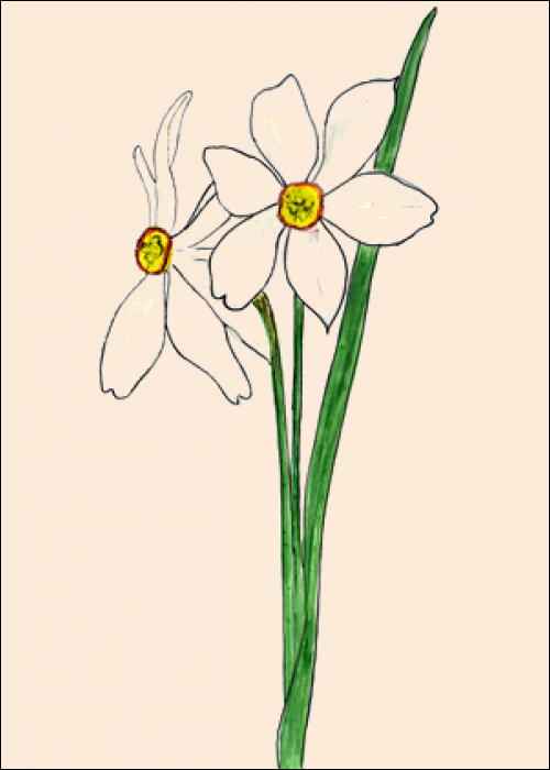 Narcissus poeticus L.