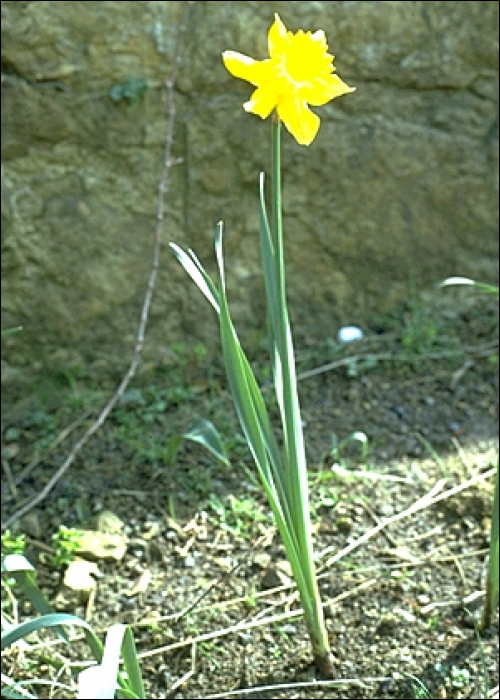 Narcissus pseudo-narcissus L.