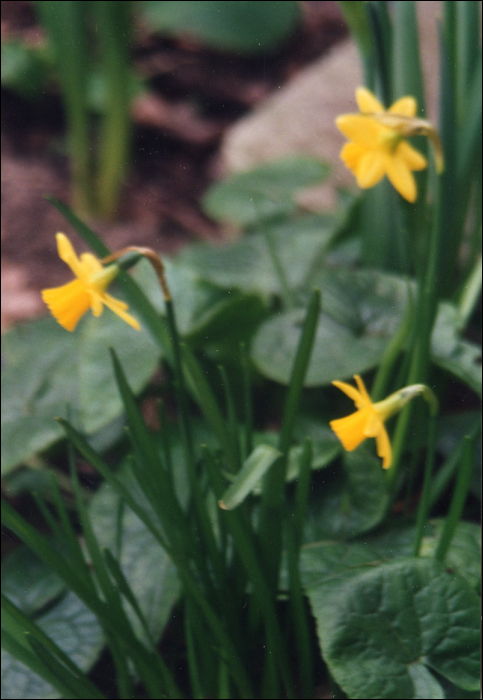 Narcissus pseudo-narcissus L.