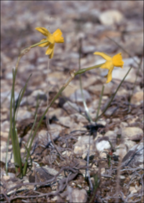 Narcissus requienii M R  (=N. juncifolius) 