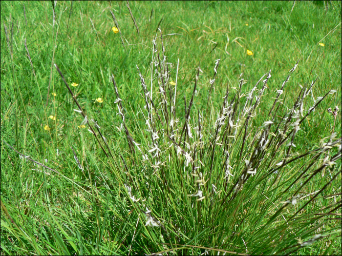 Nardus stricta L.