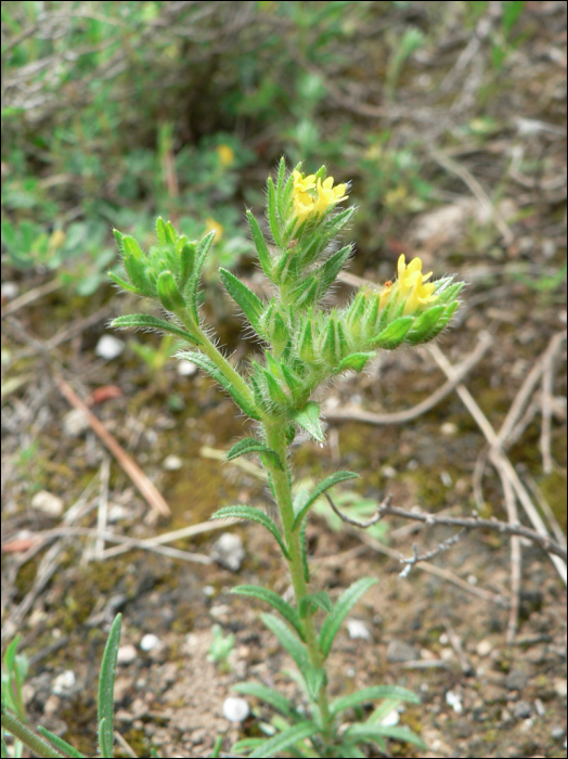 Neatostema apulum