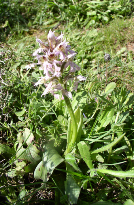 Neotinea lactea (=Orchis lactea)