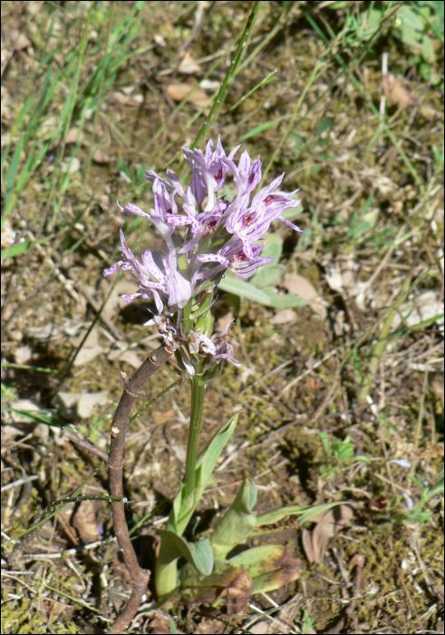 Neotinea tridentata