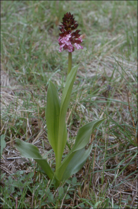 Neotinea ustulata L. (=Orchis ustulata)
