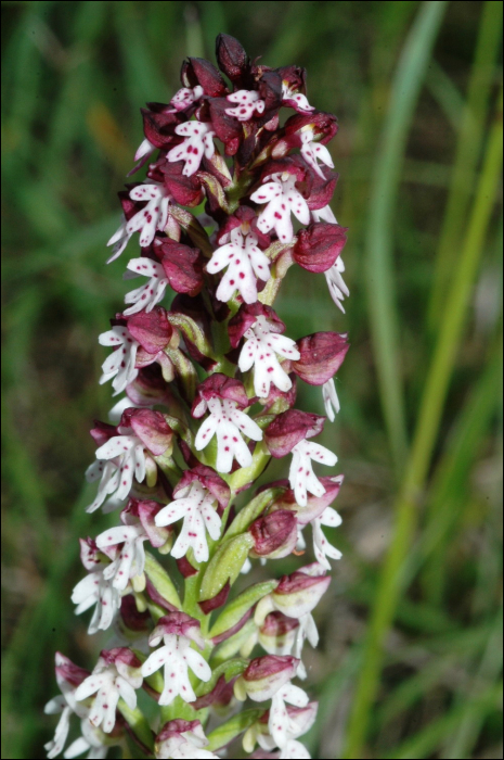 Neotinea ustulata L. (=Orchis ustulata)