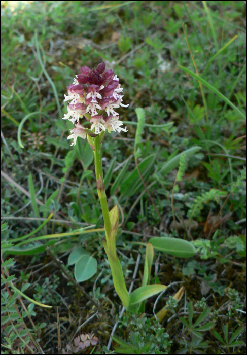 Neotinea ustulata L. (=Orchis ustulata)