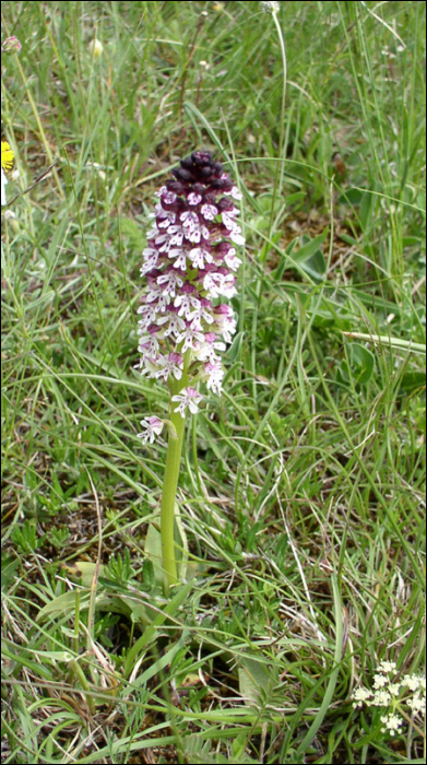 Neotinea ustulata L. (=Orchis ustulata)