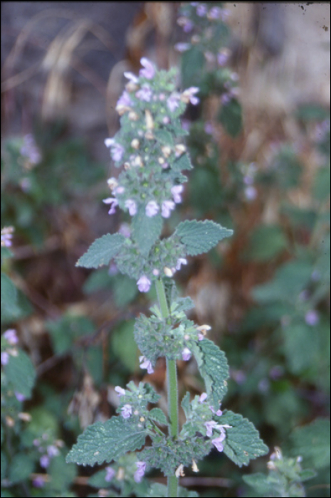 Nepeta cataria