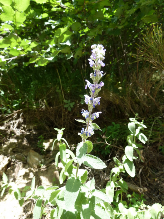 Nepeta latifolia