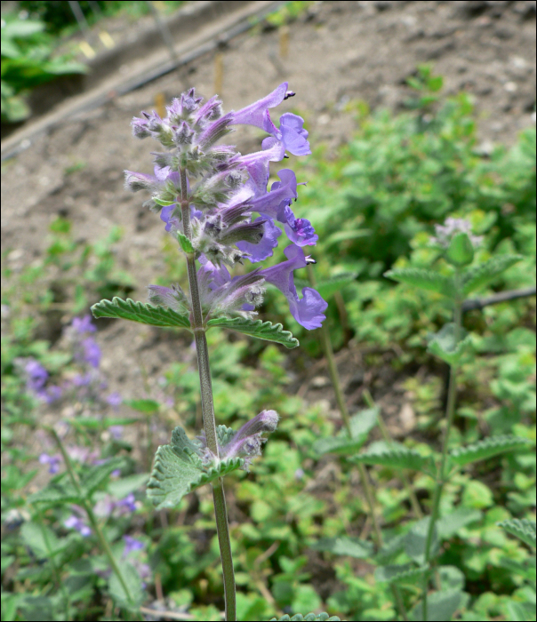 Nepeta nuda