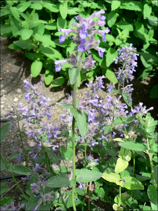 Nepeta nuda