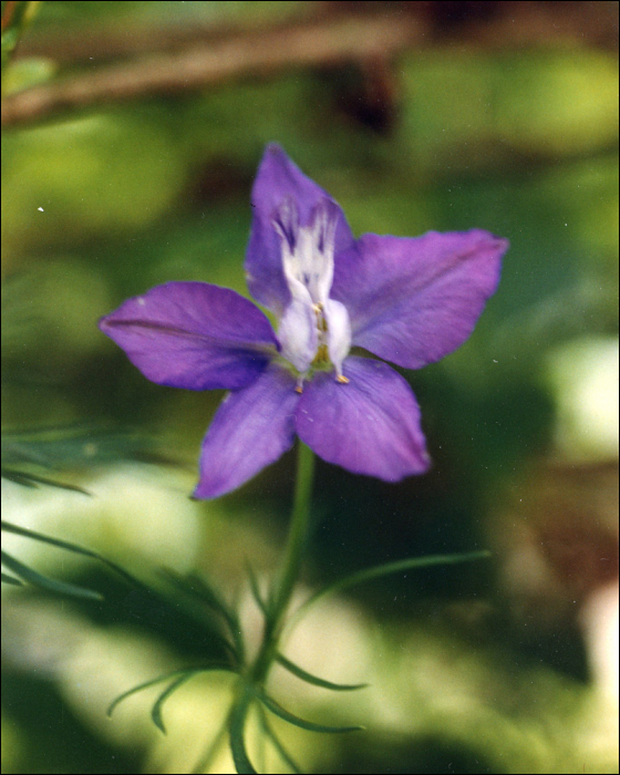 Nigella arvensis