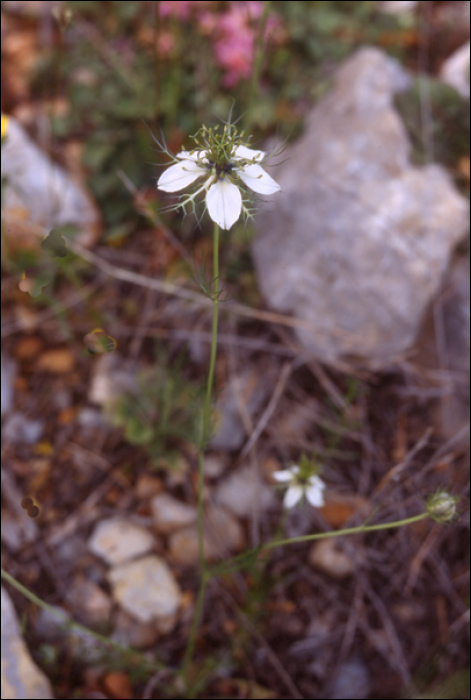 Nigella damascena