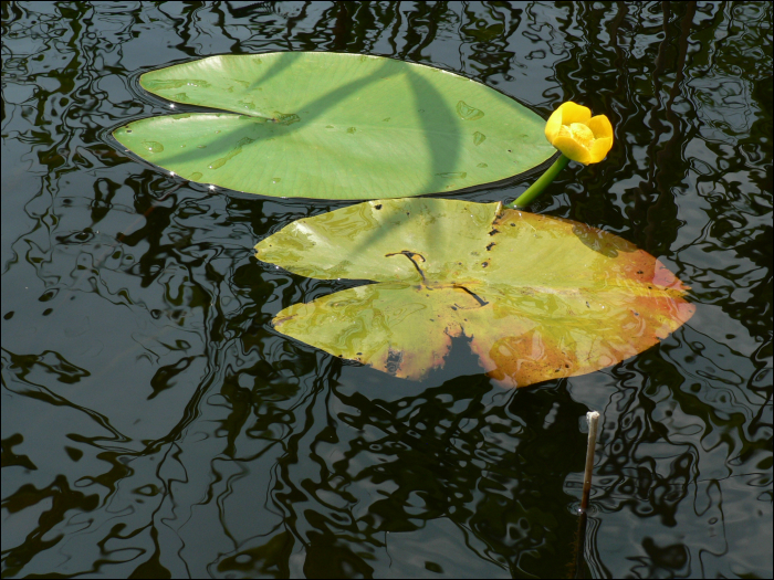 Nuphar lutea