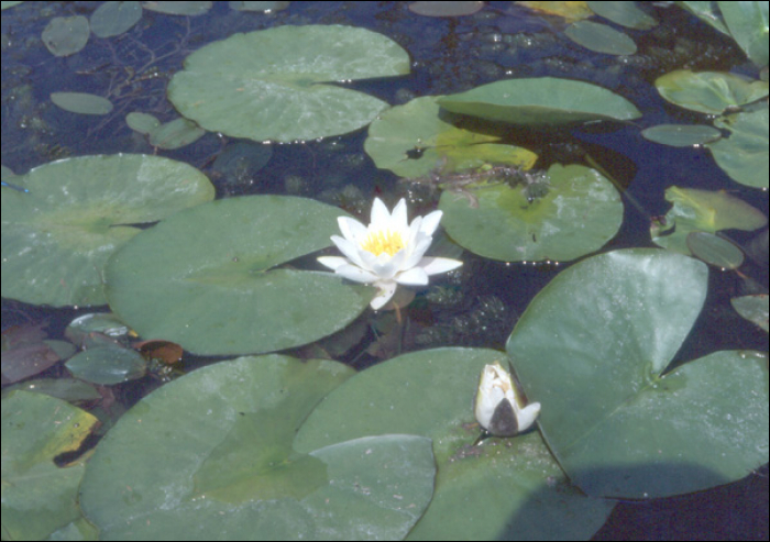 Nymphaea alba L.