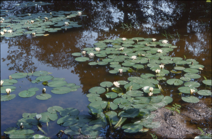 Nymphaea alba L.