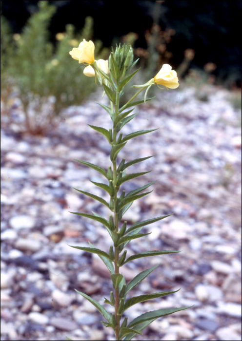 Oenothera biennis L.