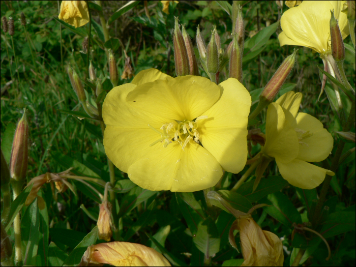 Oenothera biennis L.