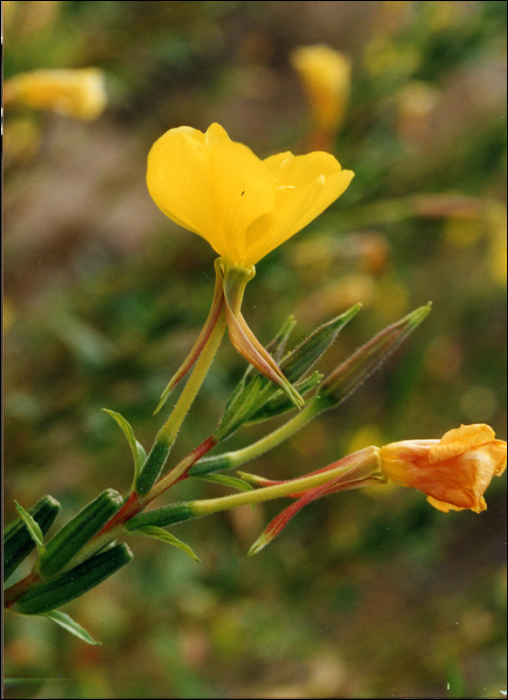 Oenothera biennis L.