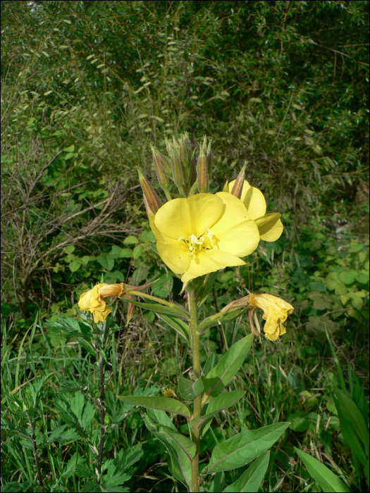 Oenothera biennis L.