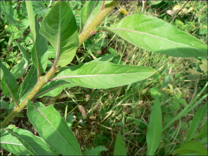 Oenothera biennis L.