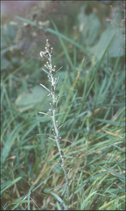 Omalotheca sylvatica (L.)  (=Gnaphalium silvaticum) 