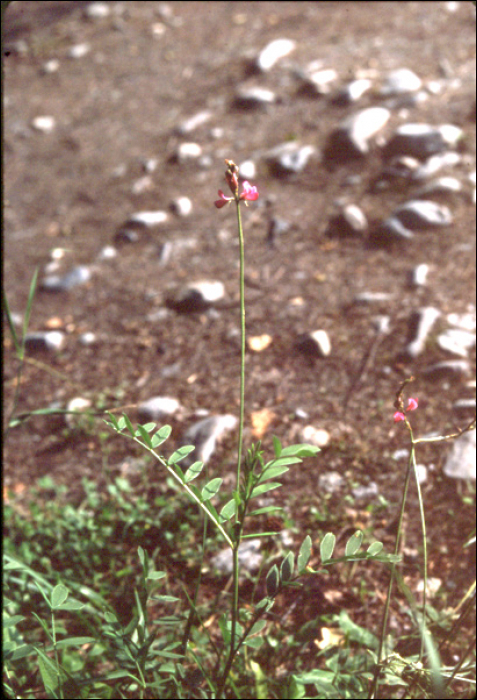 Onobrychis montana