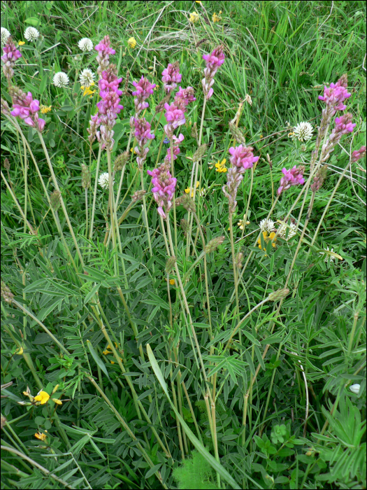 Onobrychis montana