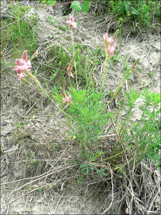 Onobrychis sativa