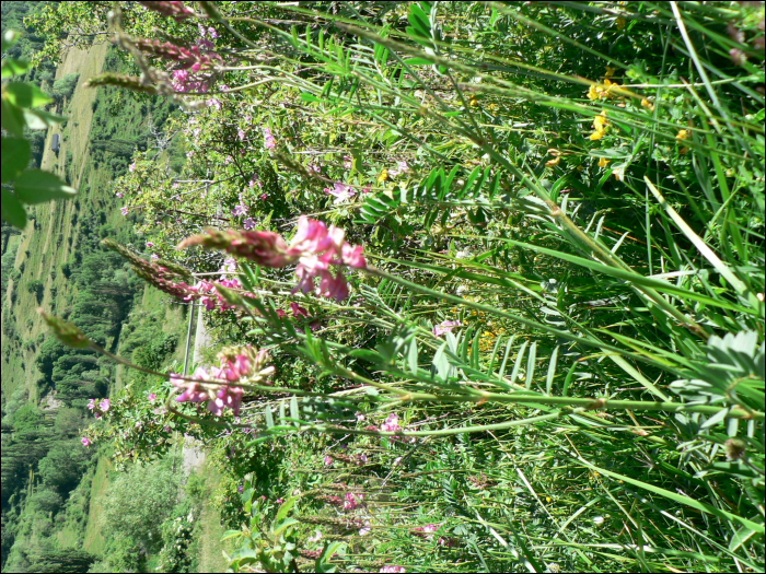 Onobrychis viciifolia