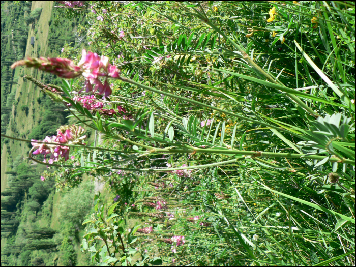 Onobrychis viciifolia