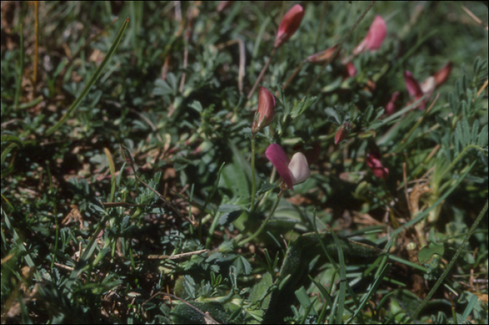 Ononis  cristata Miller (=Ononis cenesia)