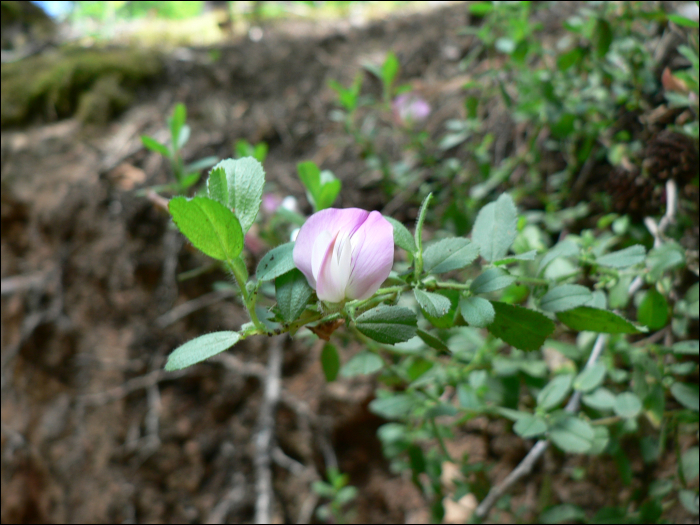 Ononis repens (=Ononis spinosa)