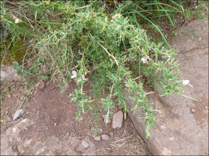 Ononis repens (=Ononis spinosa)